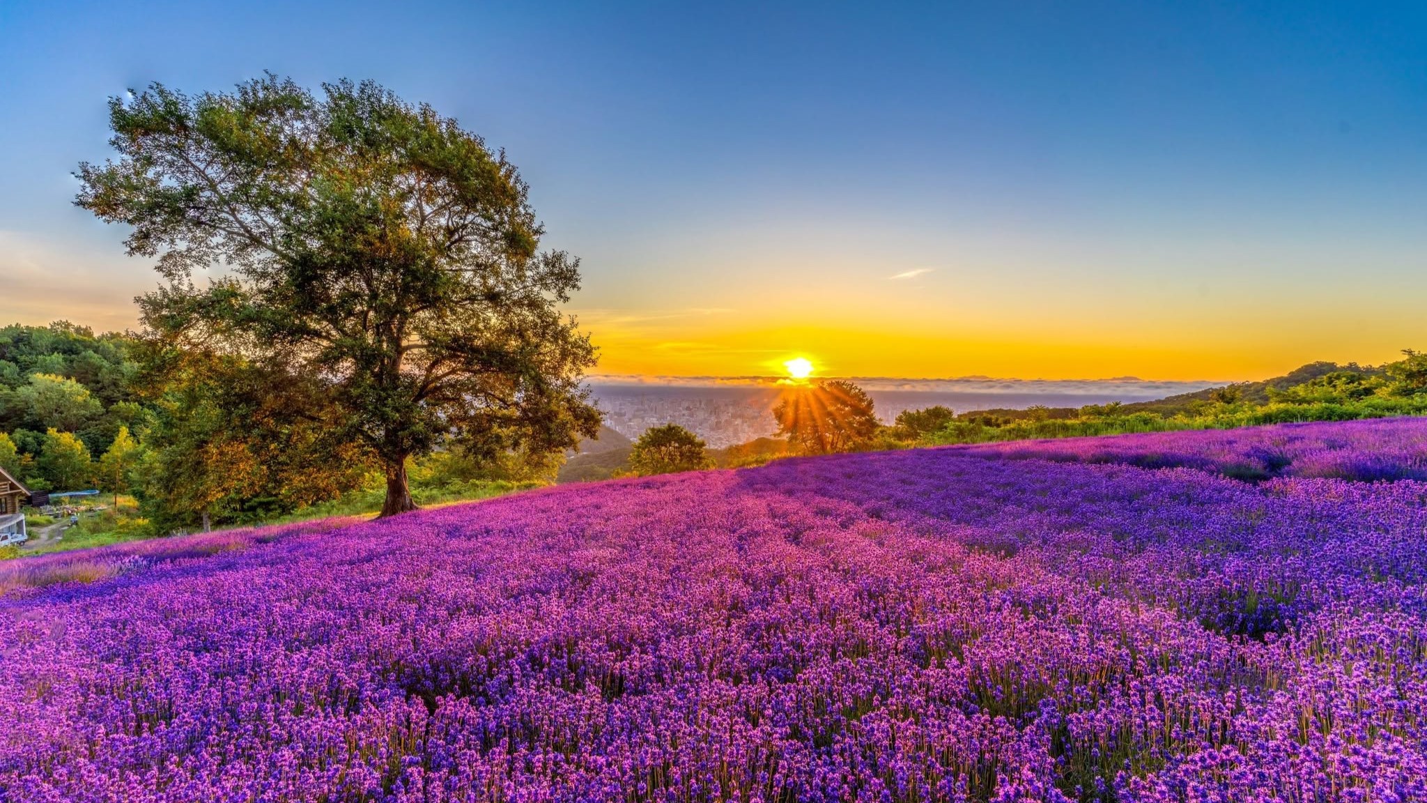 NGẮM HOA LAVENDER: SAPPORO - CHITOSE - NOBORIBETSU