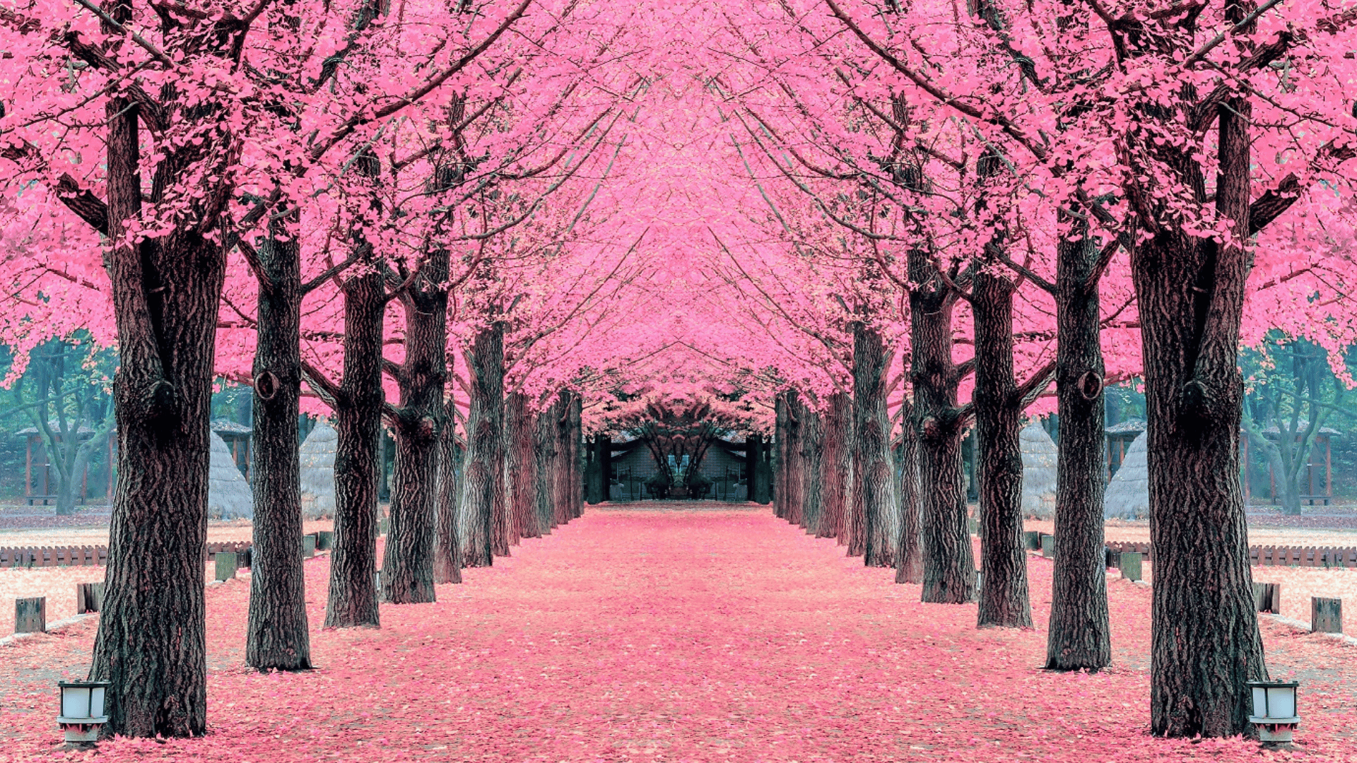 HÀN QUỐC MÙA ANH ĐÀO: BUSAN - GYEONGJU - DAEGU - SEOUL