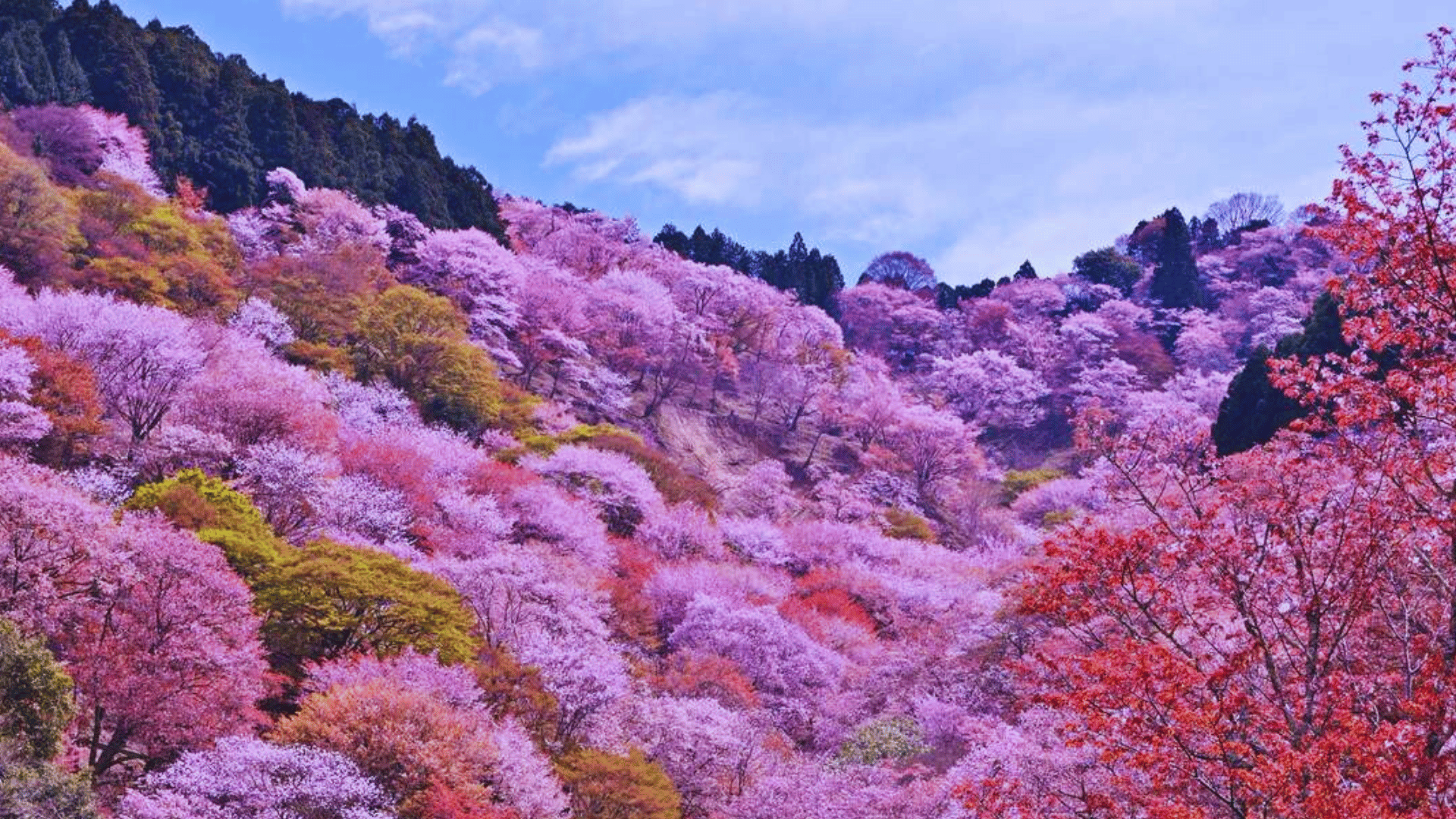 CHIÊM NGƯỠNG BIỂN HOA ANH ĐÀO: OSAKA - KOBE - YAMANASHI - TOKYO
