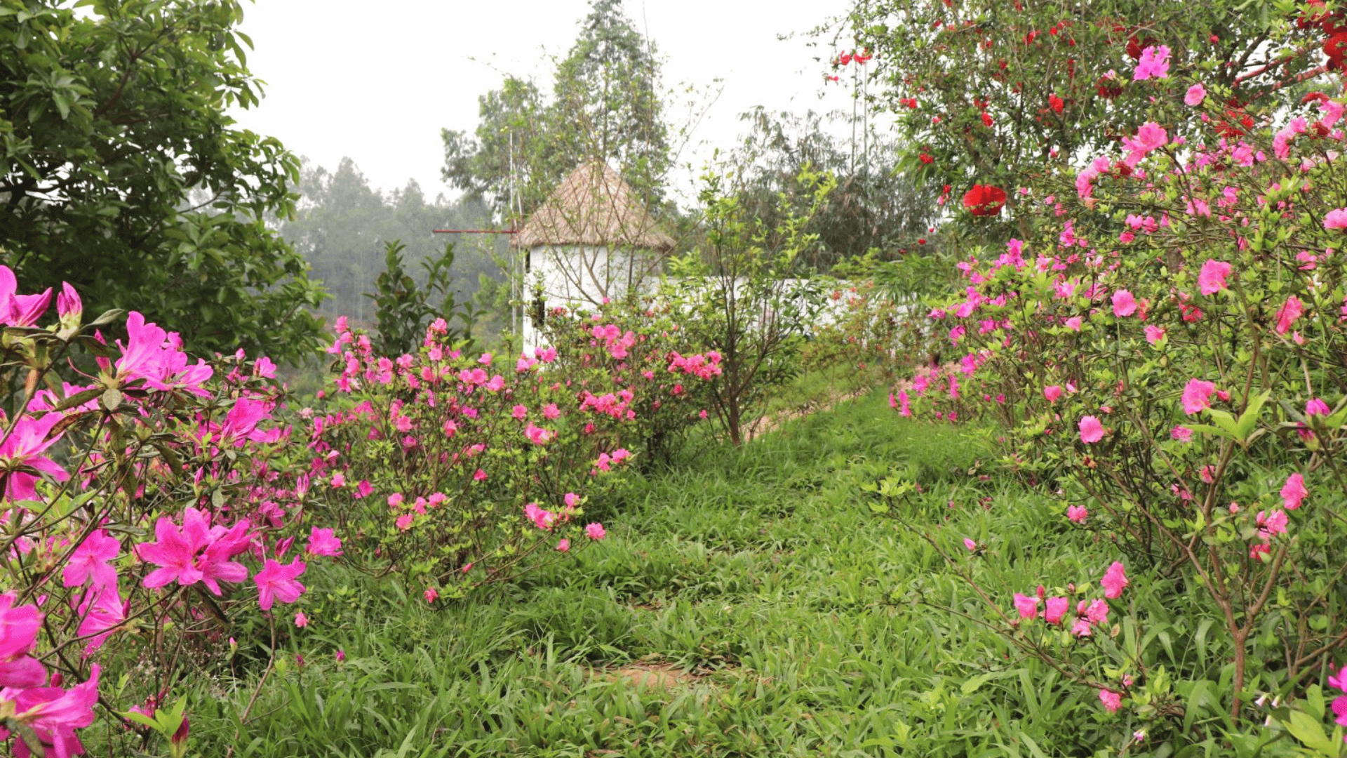 TAM ĐẢO – PHÚ THỌ – SAPA: HÀNH TRÌNH KHÁM PHÁ TÂY BẮC