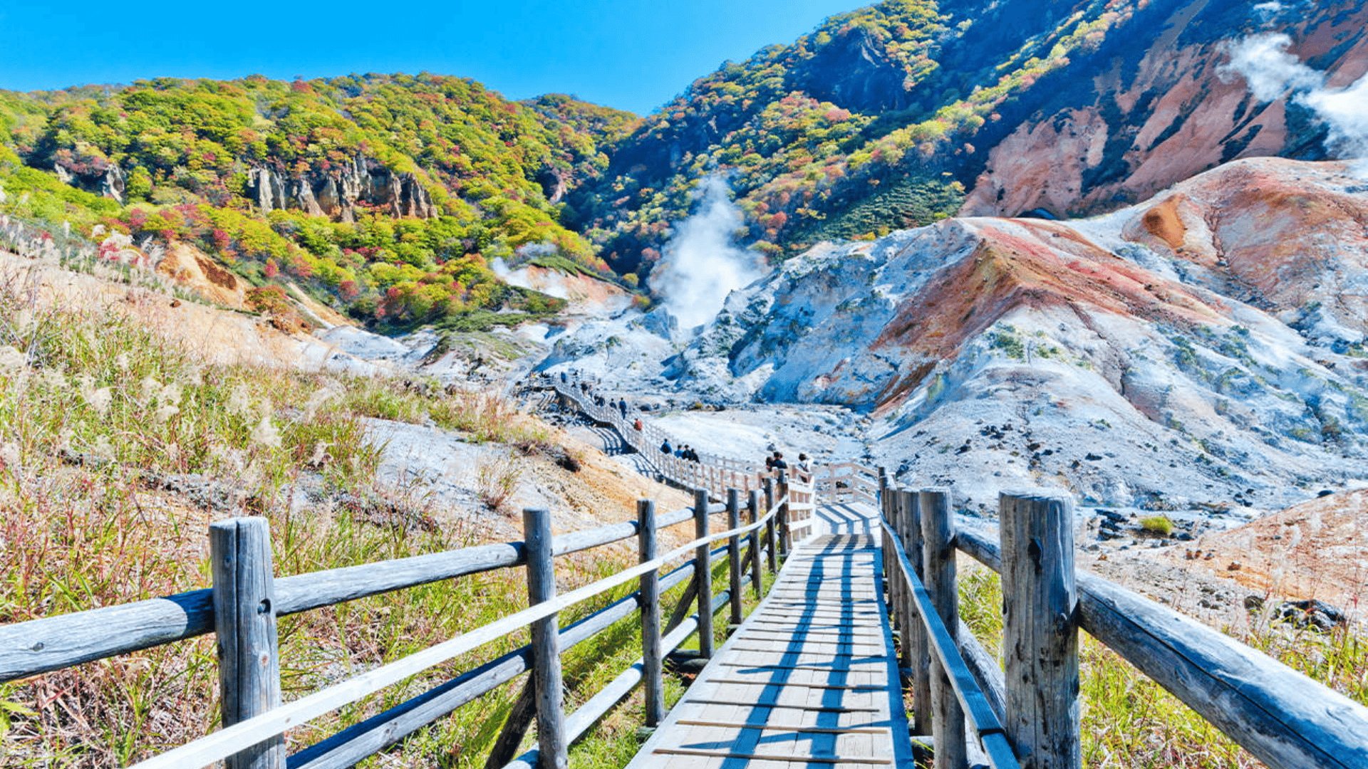 NGẮM HOA LAVENDER: SAPPORO - CHITOSE - NOBORIBETSU