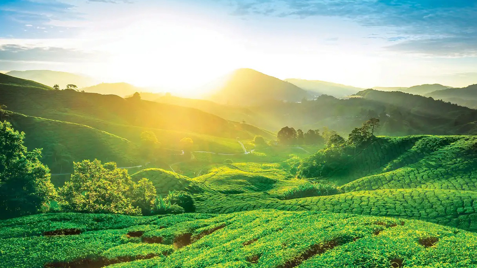 KHÁM PHÁ 3 MIỀN MALAYSIA: KUALA LUMPUR – MALACCA – CAMERON HIGHLANDS