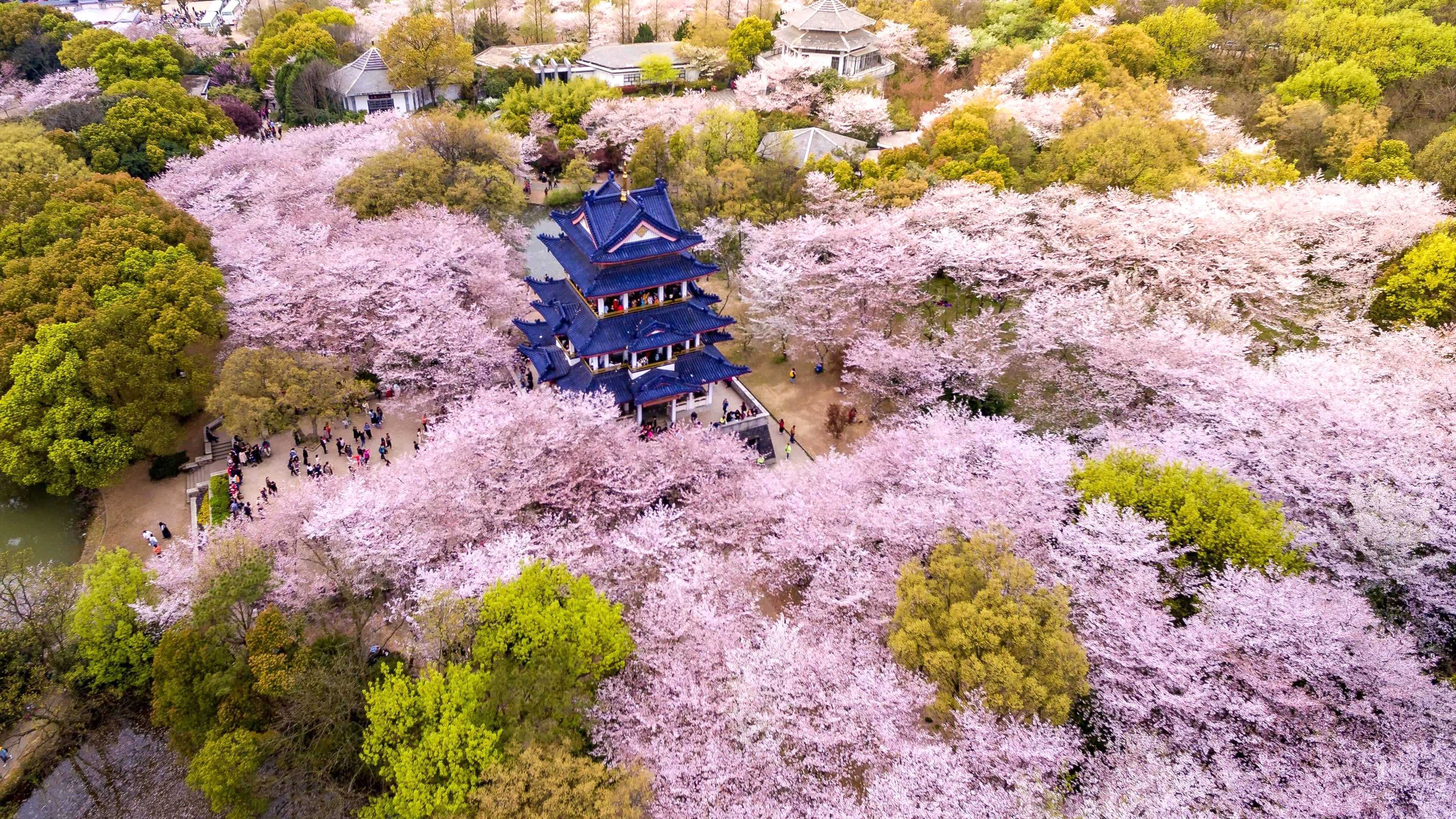 THƯỞNG HOA ANH ĐÀO: THƯỢNG HẢI - VÔ TÍCH - Ô TRẤN - HÀNG CHÂU