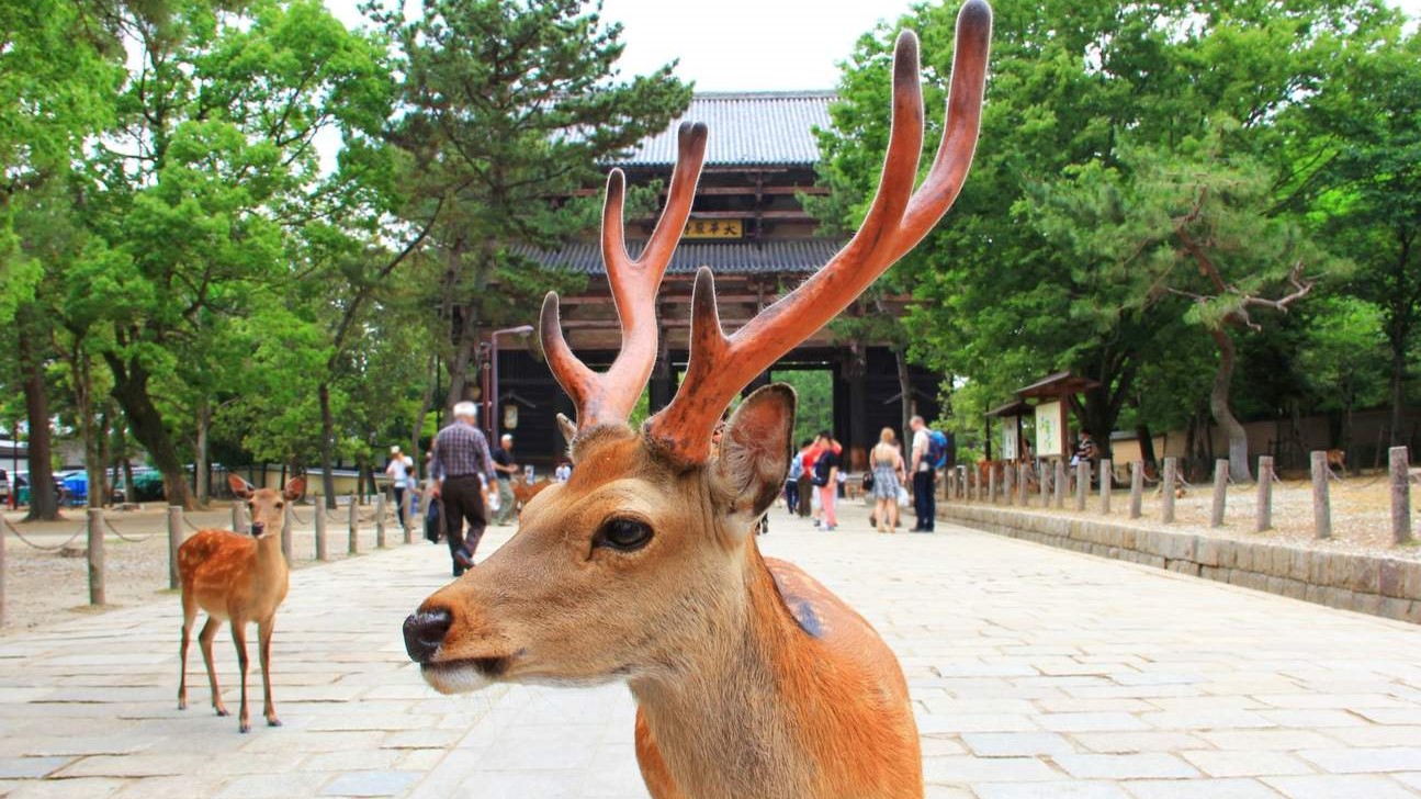 NHẬT BẢN CUNG ĐƯỜNG VÀNG: OSAKA - WAKAYAMA - KYOTO