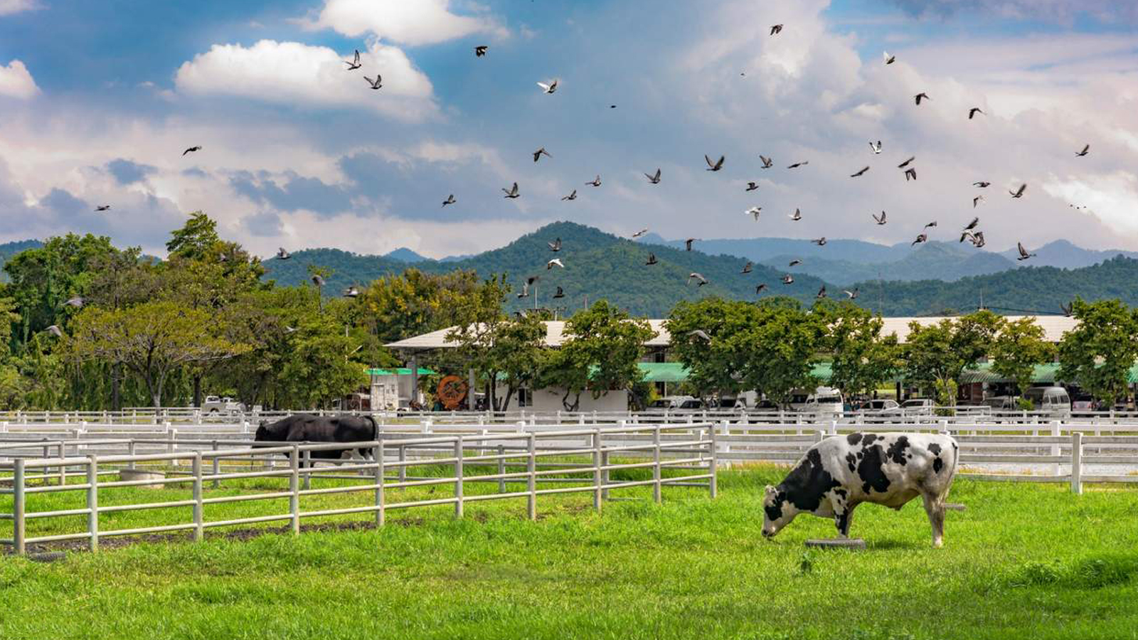 THÁI LAN: BANGKOK - KHAO YAI