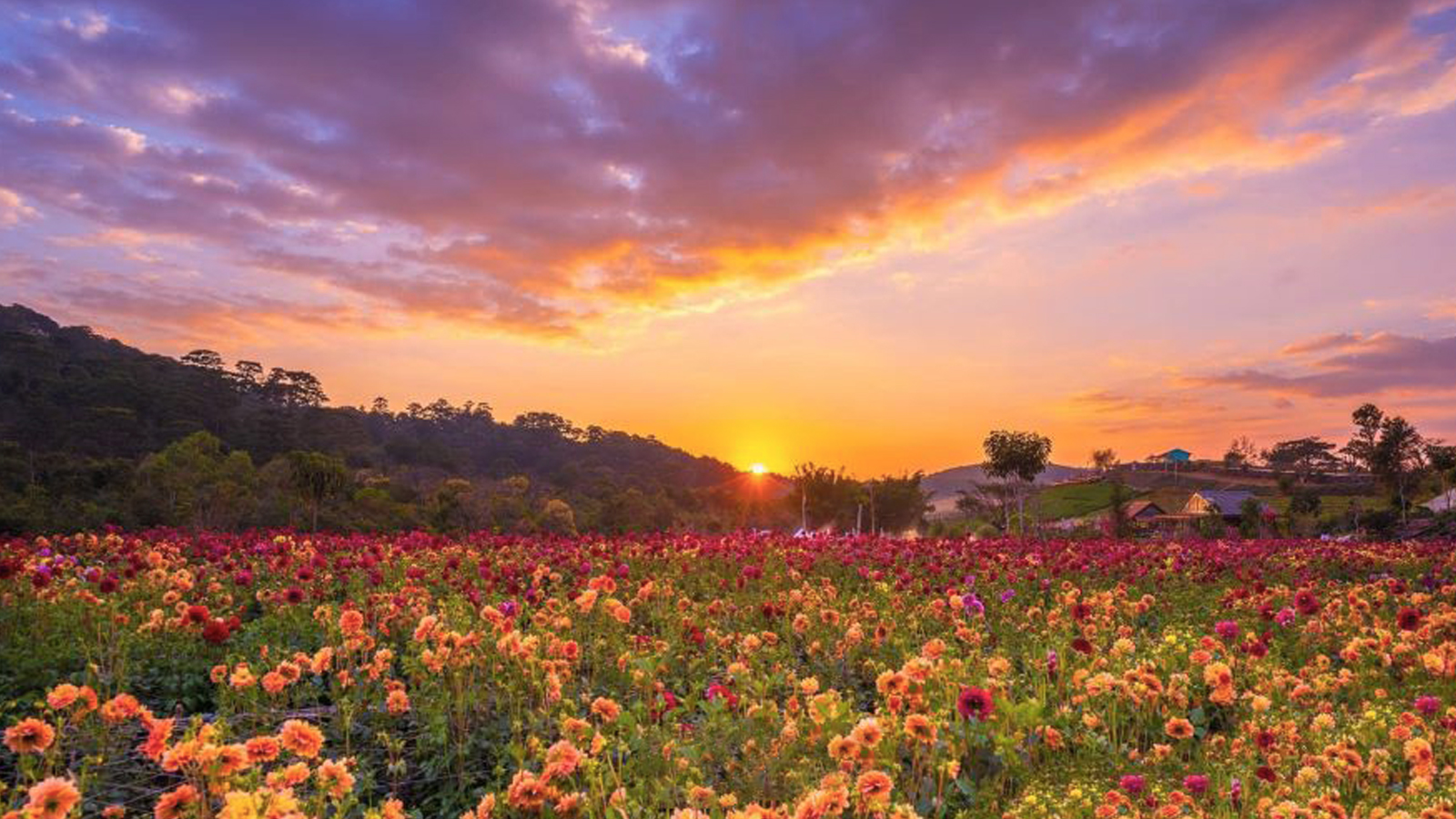 ĐÀ LẠT - THÀNH PHỐ SƯƠNG MÙ