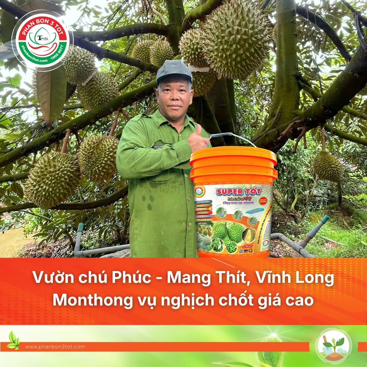 Vườn Chú Phúc - Cai Lậy, Tiền Giang: Sầu Riêng Monthong Vụ Nghịch Chốt 92.000 Đồng/kg Nhờ Đi Đúng Quy Trình&nbsp;