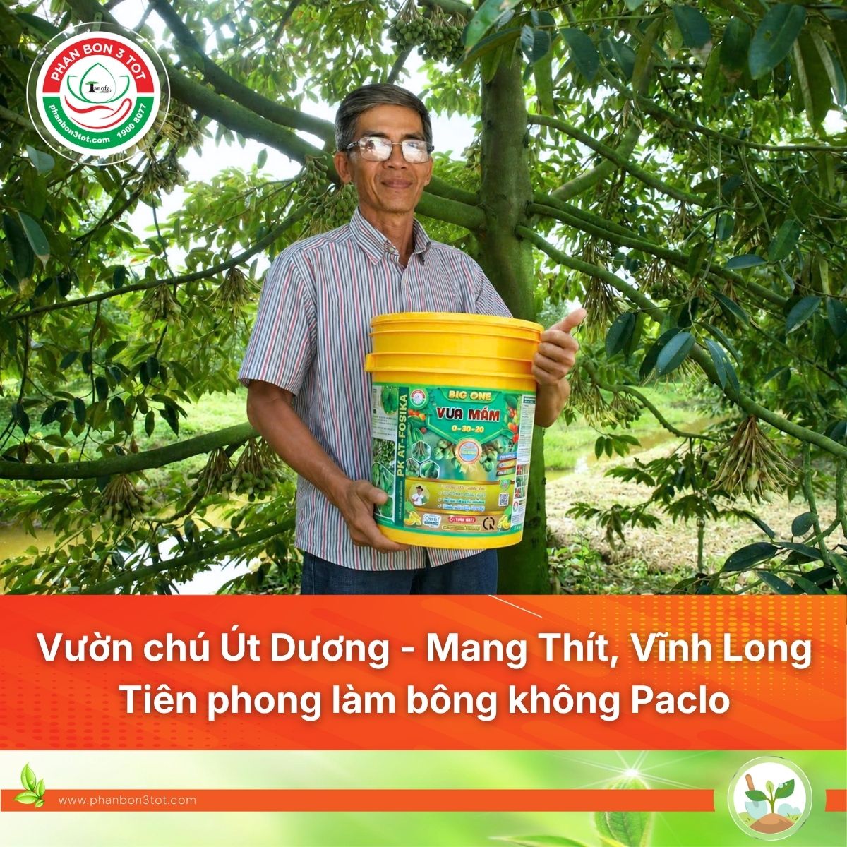 Vườn Chú Út Dương – Mang Thít, Vĩnh Long: Tiên Phong Làm Bông Không Paclo, Vườn Nhiễm Mặn Vẫn Giữ Cây Khỏe Và Trái Đẹp