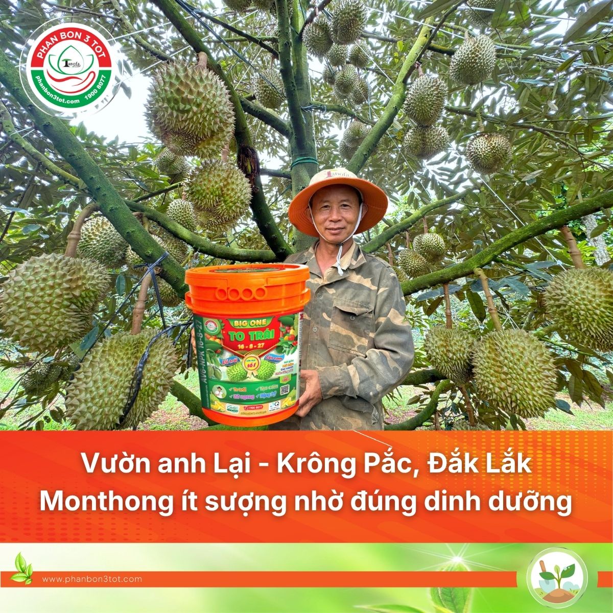 Vườn Anh Lại – Krông Pắc, Đắk Lắk: Hạn Chế Sượng Cơm Monthong Nhờ Đi Đúng Quy Trình Dinh Dưỡng Nuôi Trái