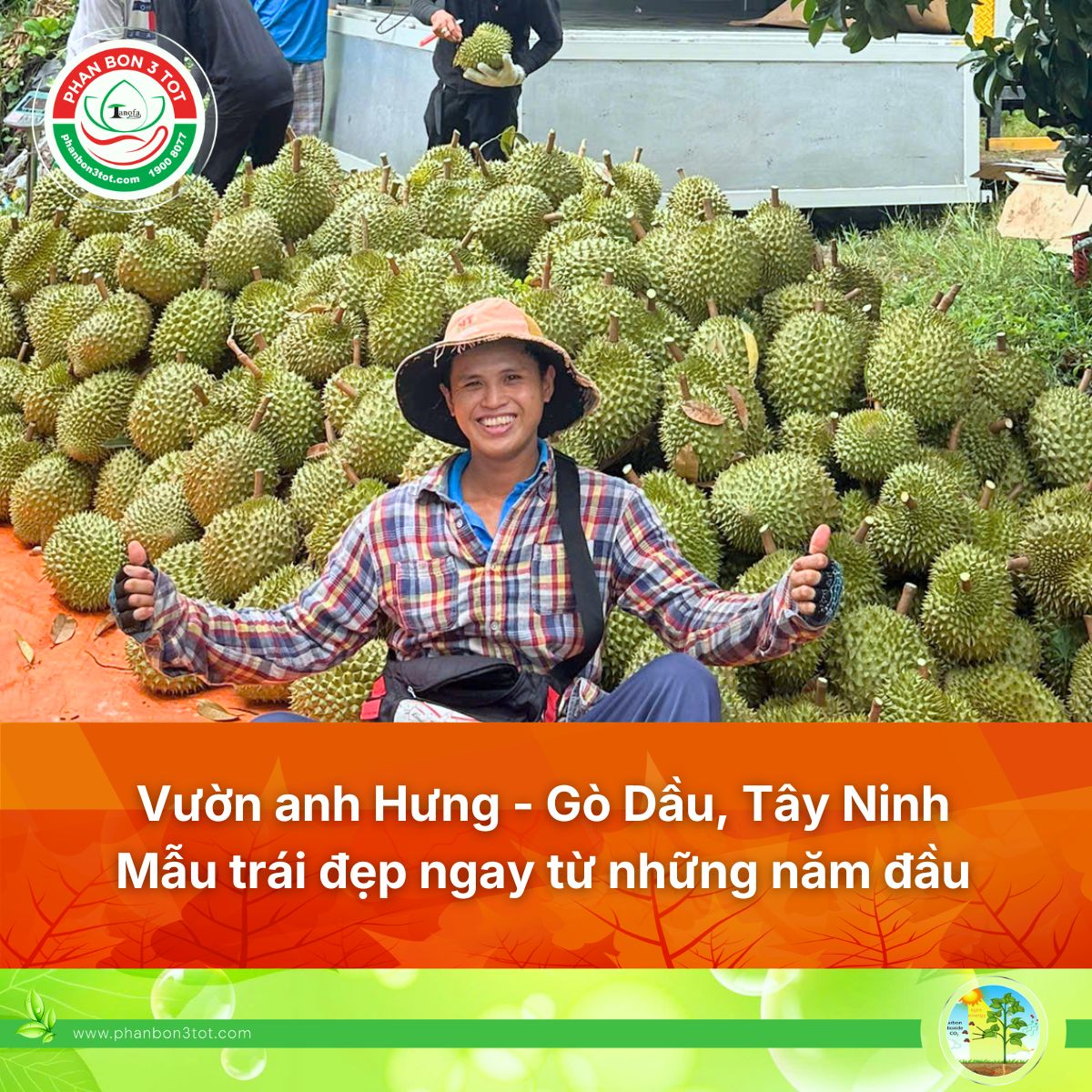 Vườn Anh Hưng - Gò Dầu, Tây Ninh: Chủ Động Giữ Trái Sớm, Nuôi Trái Bài Bản Để Đạt Mẫu Trái Đẹp Ngay Từ Những Năm Đầu