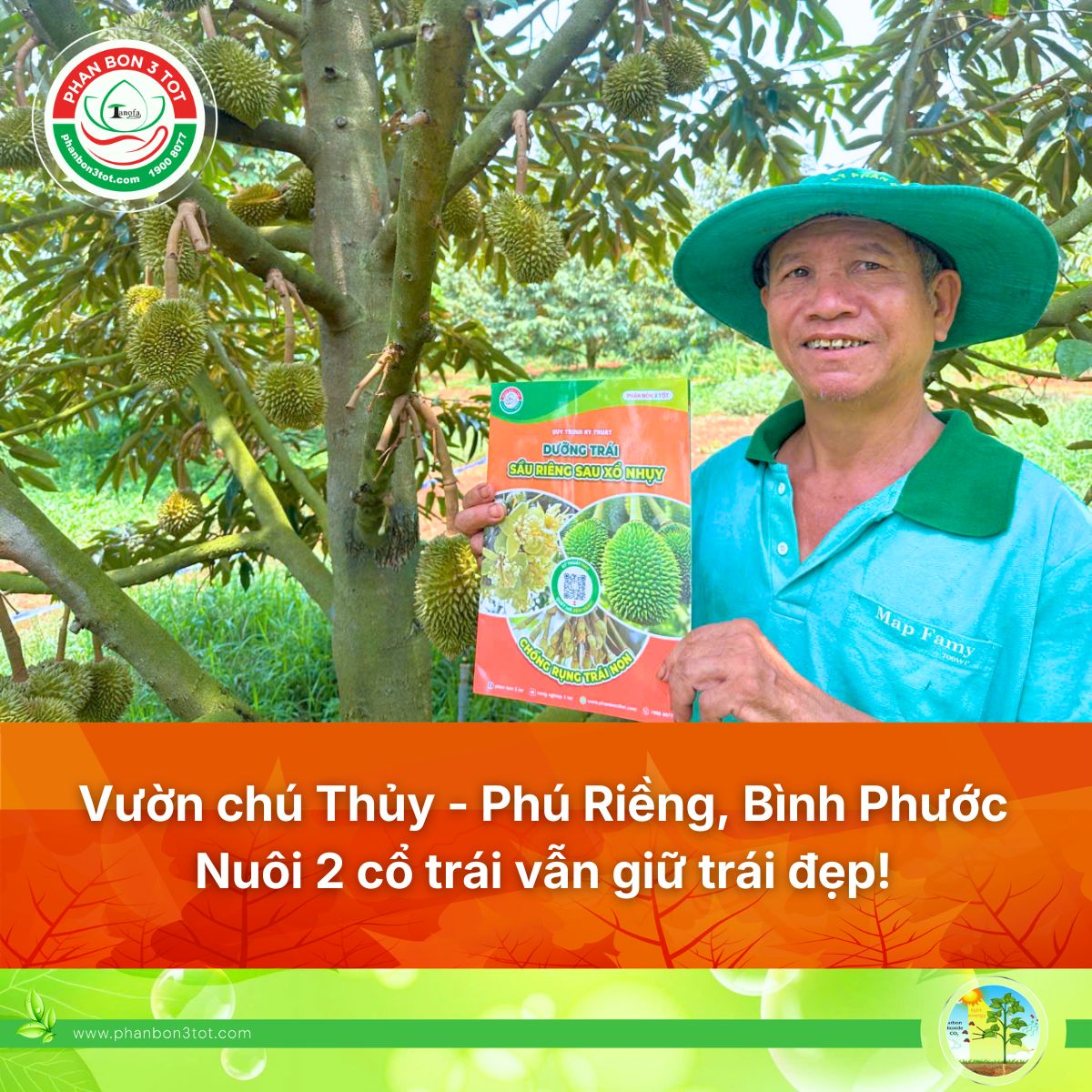 Vườn Chú Thủy – Phú Riềng, Bình Phước: Cách Đi Dinh Dưỡng Cho Sầu Riêng Nuôi Từ 2 Cổ Trái/Cây