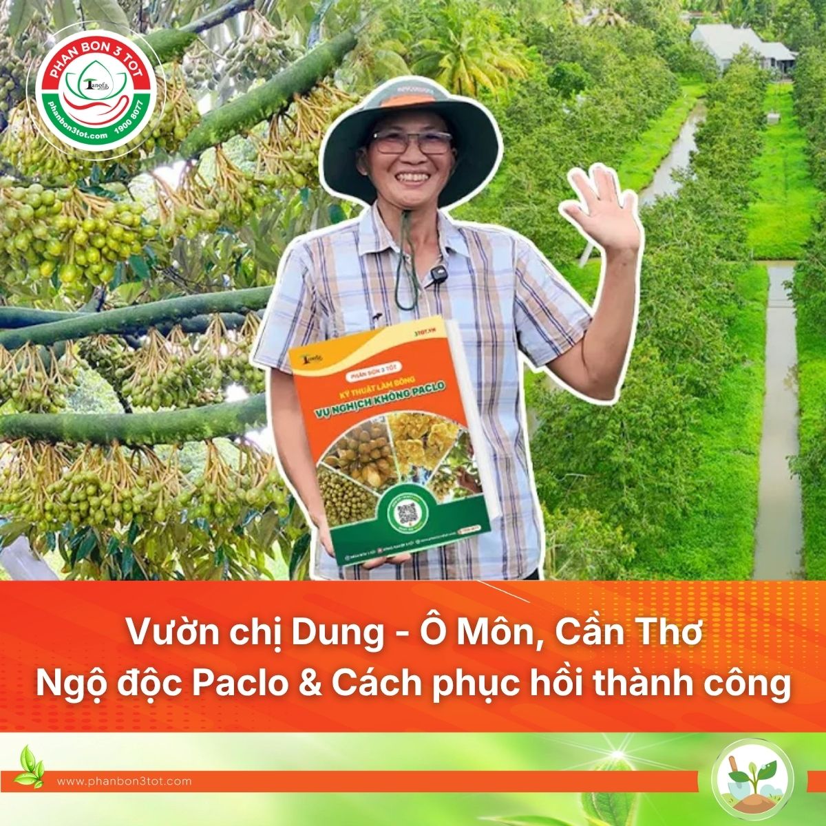 Vườn chị Dung - Ô Môn, Cần Thơ - Ngộ độc Paclobutrazol & Cách vườn phục hồi thành công!