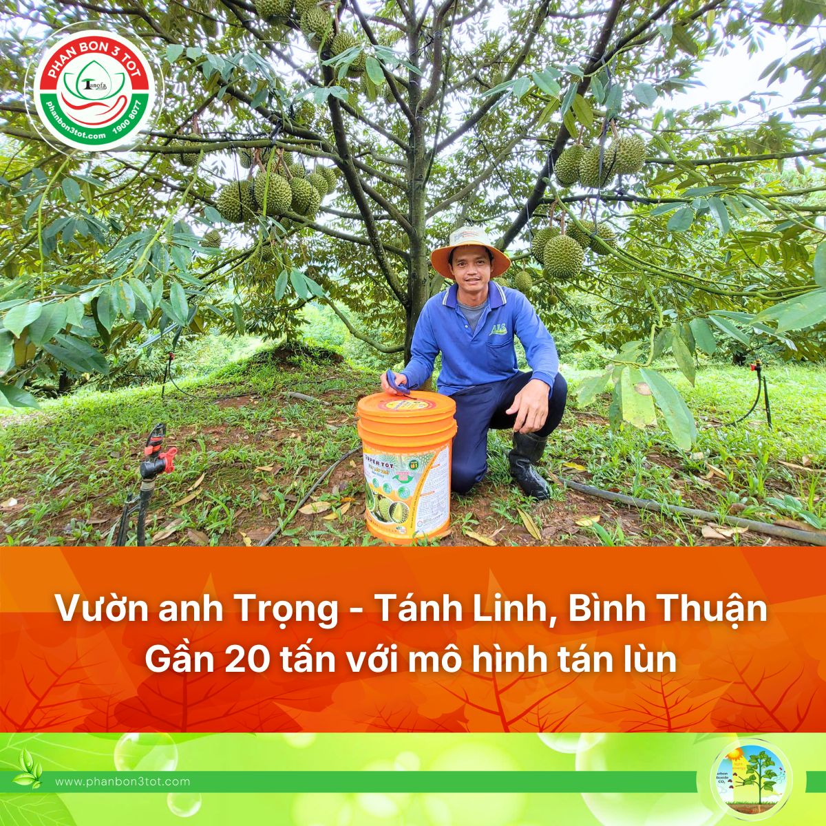Vườn Anh Trọng – Tánh Linh, Bình Thuận: Gần 20 Tấn Musang King Với Mô Hình Tán Lùn Thực Chiến
