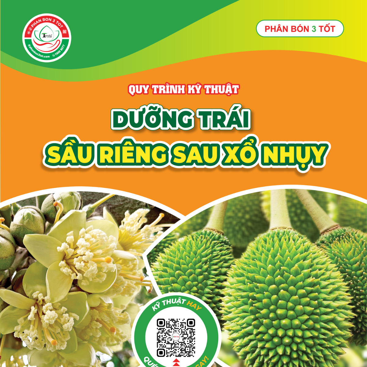QUY TRÌNH DƯỠNG TRÁI SAU XỔ NHỤY, CHỐNG RỤNG TRÁI NON