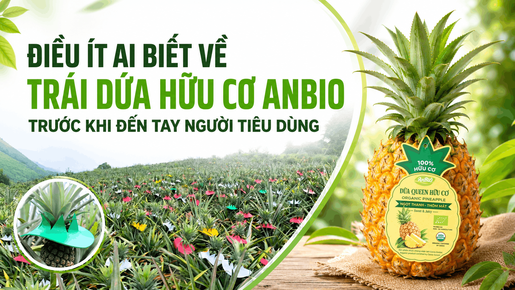 Điều ít ai biết về trái dứa hữu cơ AnBiO trước khi đến tay người tiêu dùng