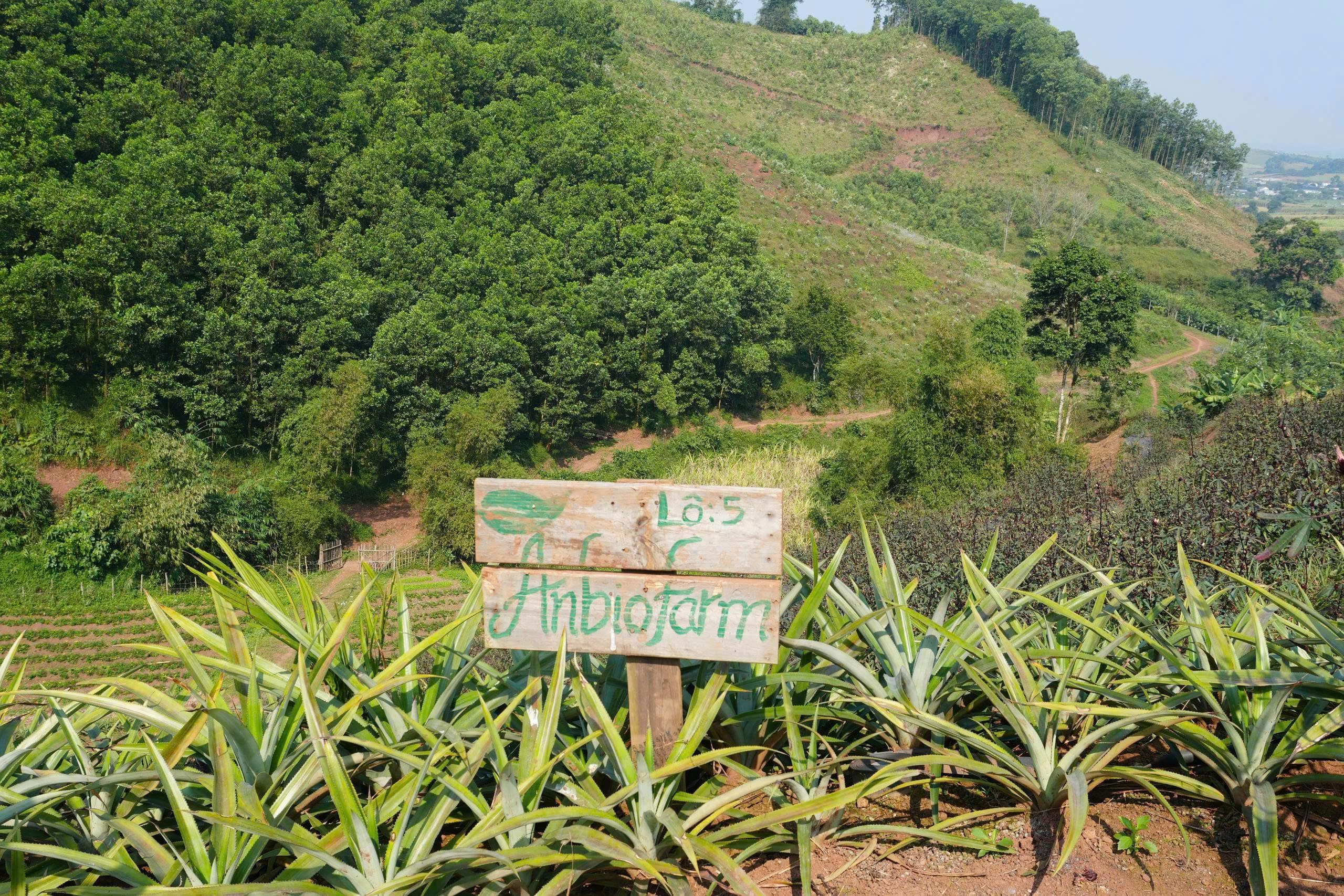 Farm hữu cơ Việt Nam đầu tiên canh tác theo tiêu chuẩn hữu cơ 