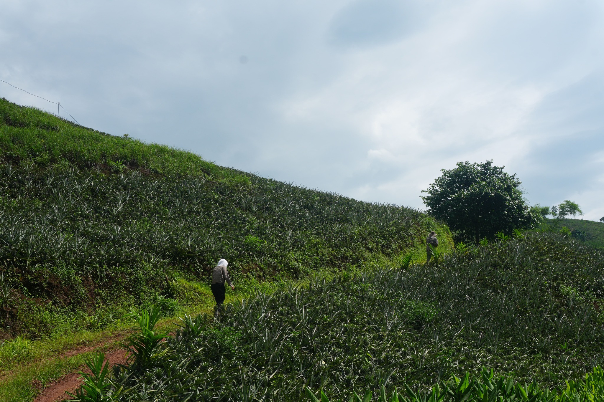 farm hữu cơ đầu tiên tại việt nam