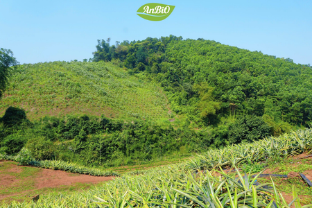 farm-anbio-tai-hoa-binh