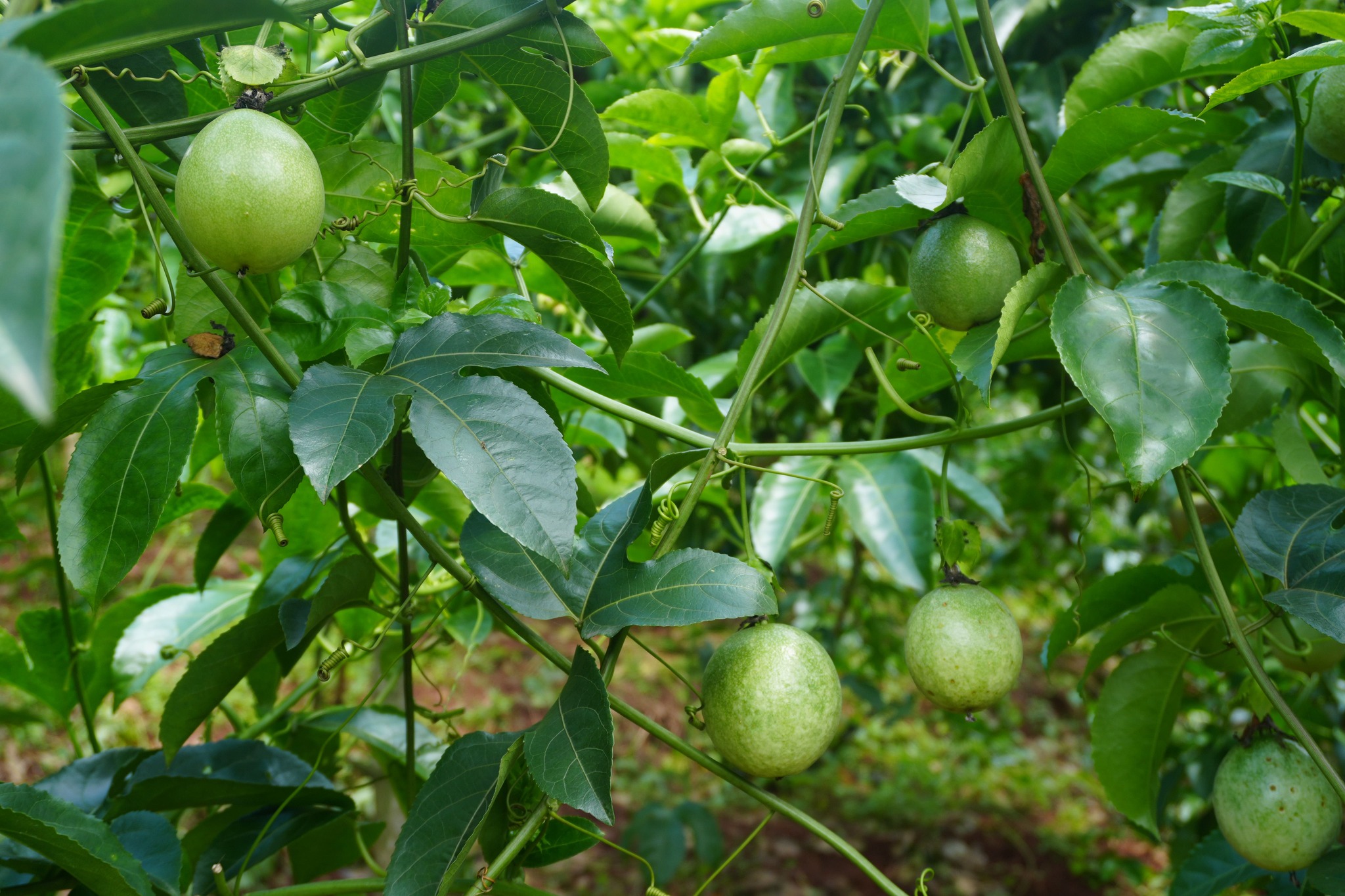 farm hữu cơ đầu tiên tại Việt Nam