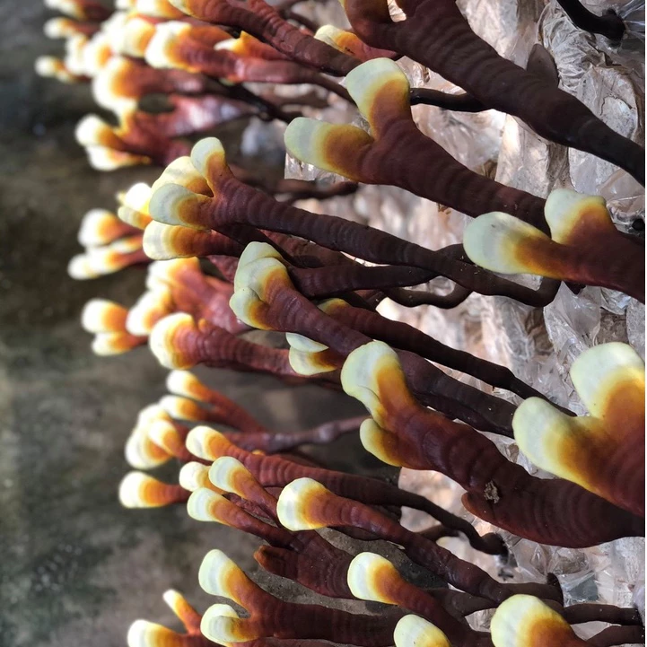 Nấm Linh chi sừng hươu Organic (Dạng thái lát) - Hộp