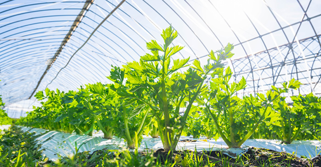 Radiation shielding tube for measuring room temperature inside a greenhouse