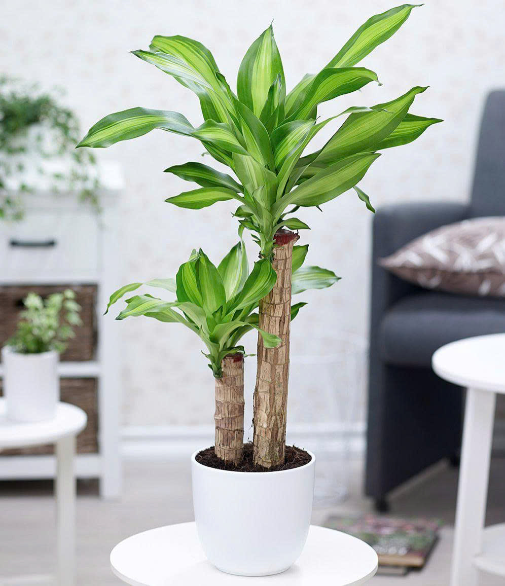 Những loại cây phong thủy trong nhà mang tài lộc, may mắn