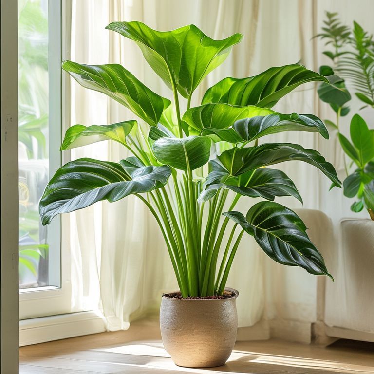 Đánh Giá Chuyên Sâu về Philodendron Bipinnatifidum: Kỹ Thuật Trồng Trọt và Dinh Dưỡng Tối Ưu