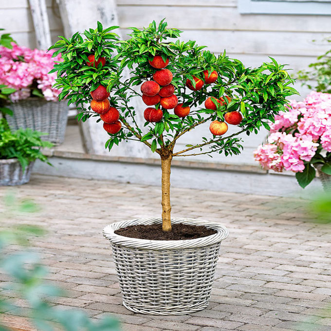Những Loại Cây Ăn Quả Có Thể Trồng Trong Chậu