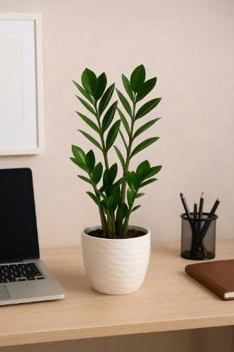 TOP 5 CÂY CẢNH PHONG THỦY ĐỂ BÀN LÀM VIỆC: HÚT TÀI LỘC, TĂNG CƠ HỘI THĂNG TIẾN