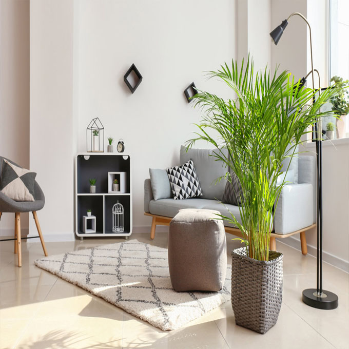 Top 10 Loại Cây Cảnh Thanh Lọc Không Khí Tốt Nhất