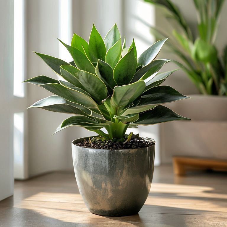 Khám Phá Sức Mạnh Diệu Kỳ: Cây Phong Thủy Để Bàn Làm Việc Hút Tài Lộc, Vượng Khí Đỉnh Cao
