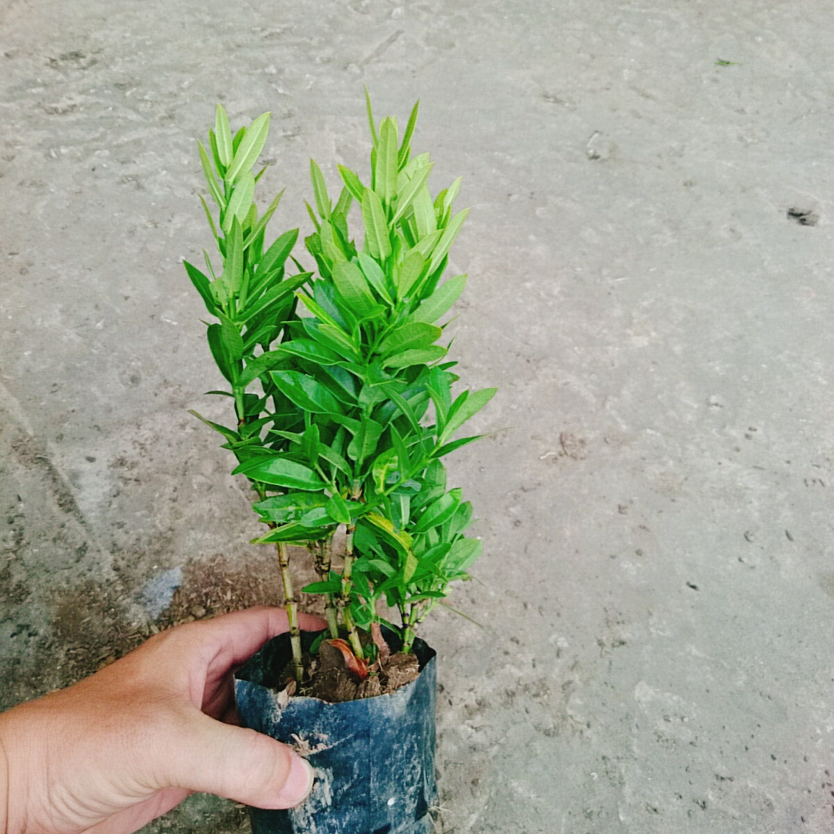 Cây Trang Ngũ Sắc (Nhỏ)