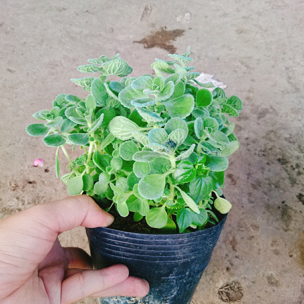 Cây Sen Thơm - Cây Nhất Mạc Hương