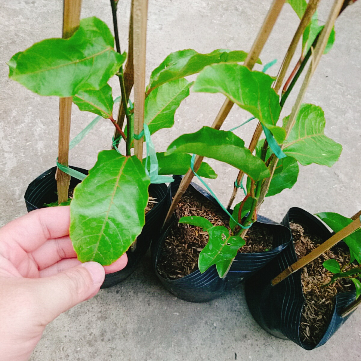 Cây Chanh Dây Vàng