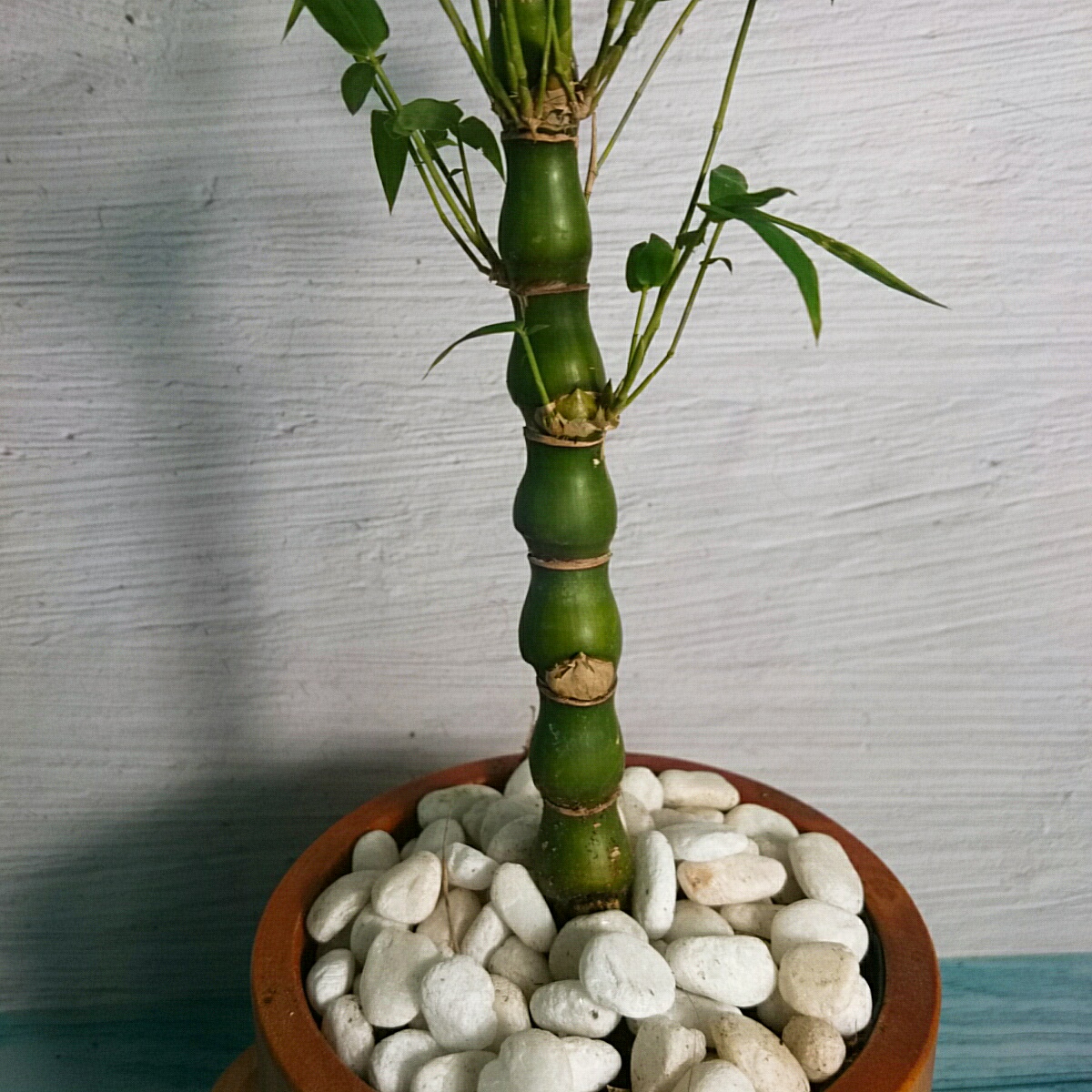 Cây Trúc Đùi Ếch Mini - Cây Trúc Quan Âm