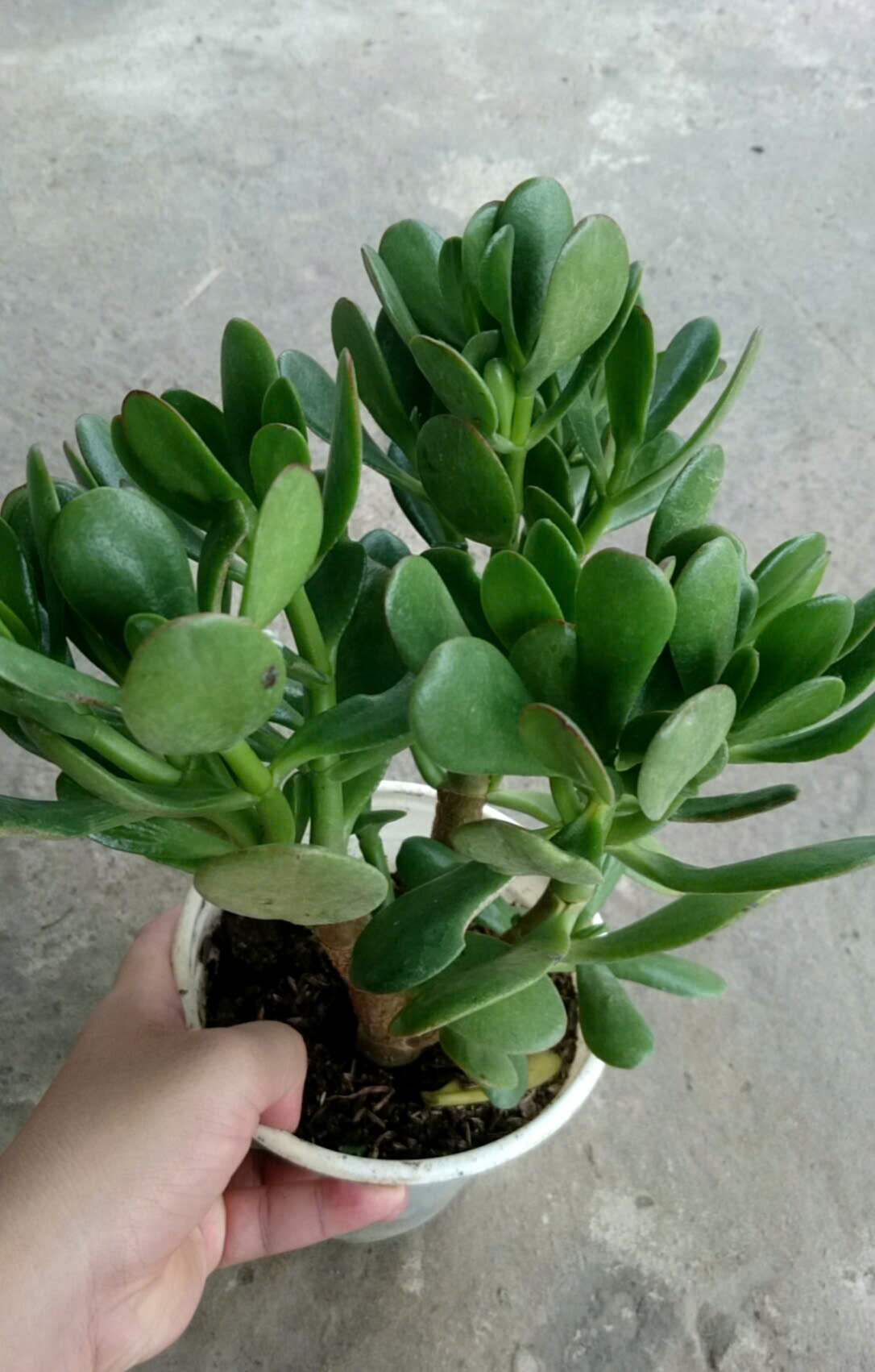 Cây Ngọc Bích Xanh