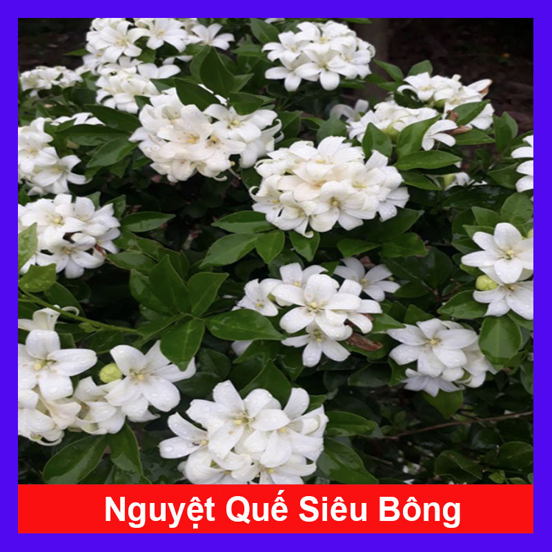 Cây Nguyệt Quế Siêu Bông