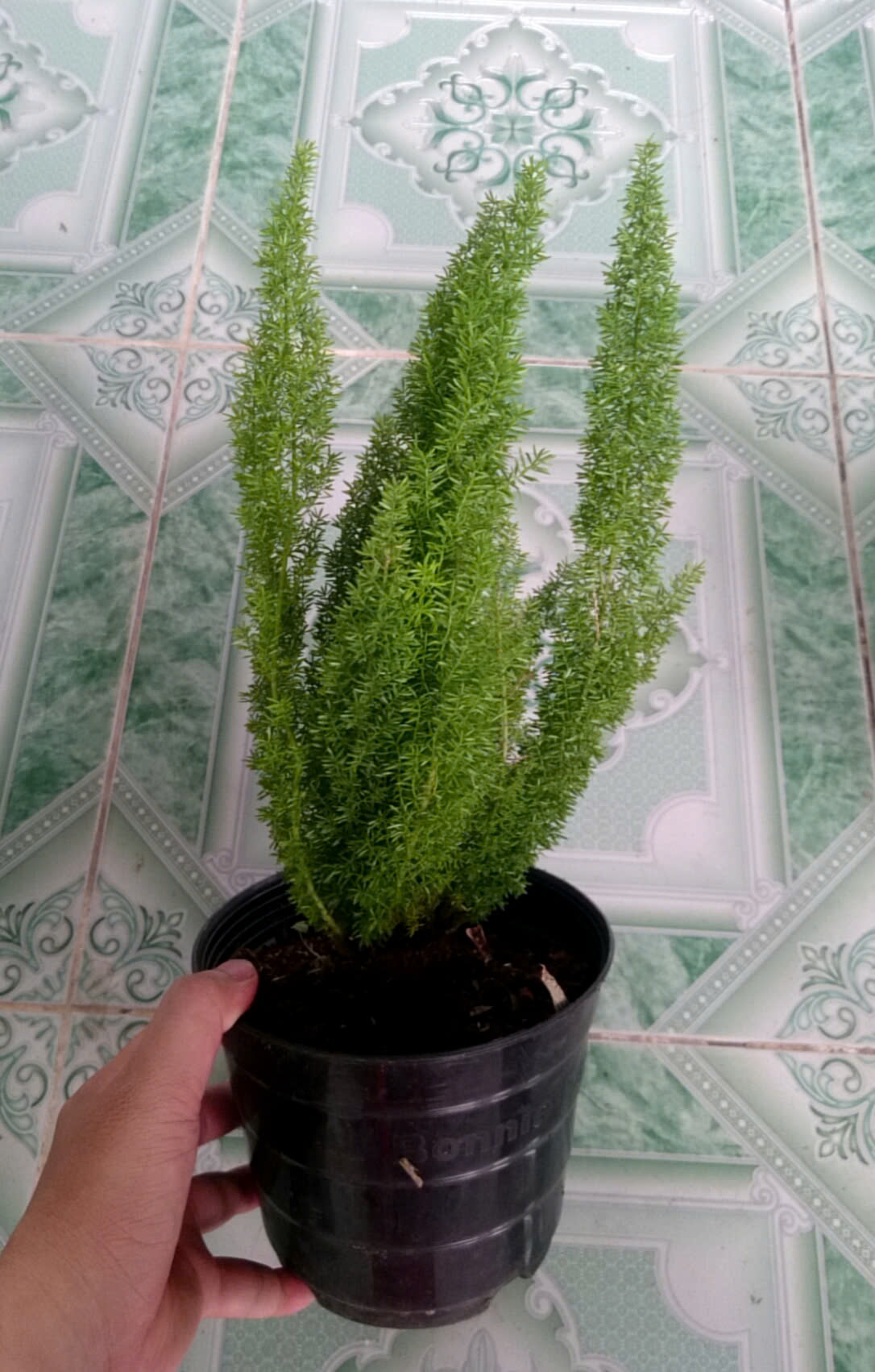 Cây Đuôi Chồn