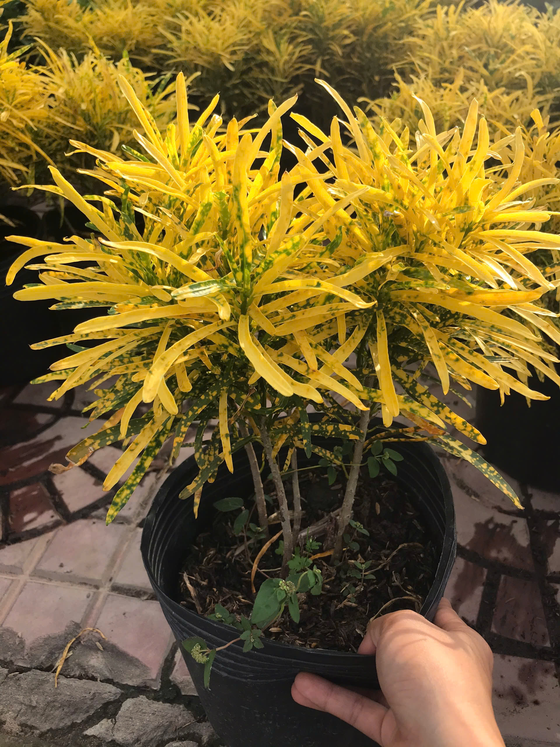 Cây Vàng Bạc Lá Nhỏ