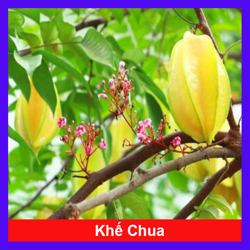Cây Khế Chua