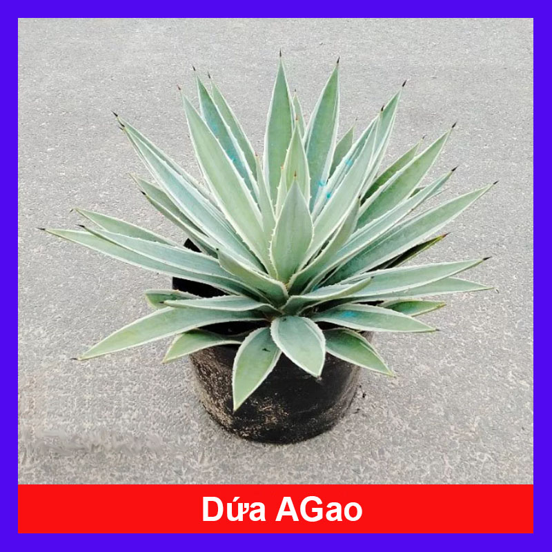 Cây Dứa AGao