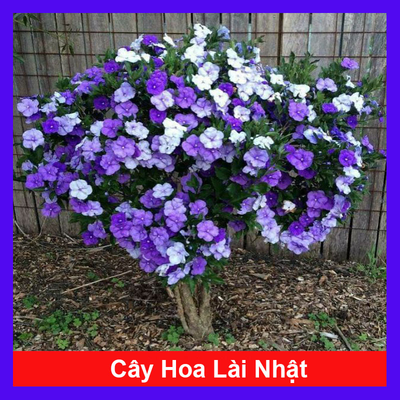 Cây Lài Nhật