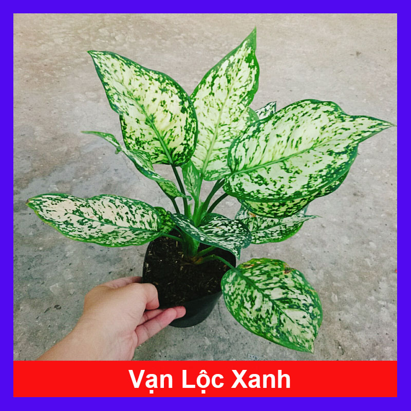 Cây Vạn Lộc Trắng Xanh