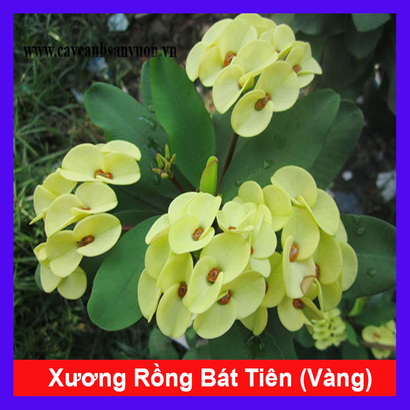 Cây Xương Rồng Vàng