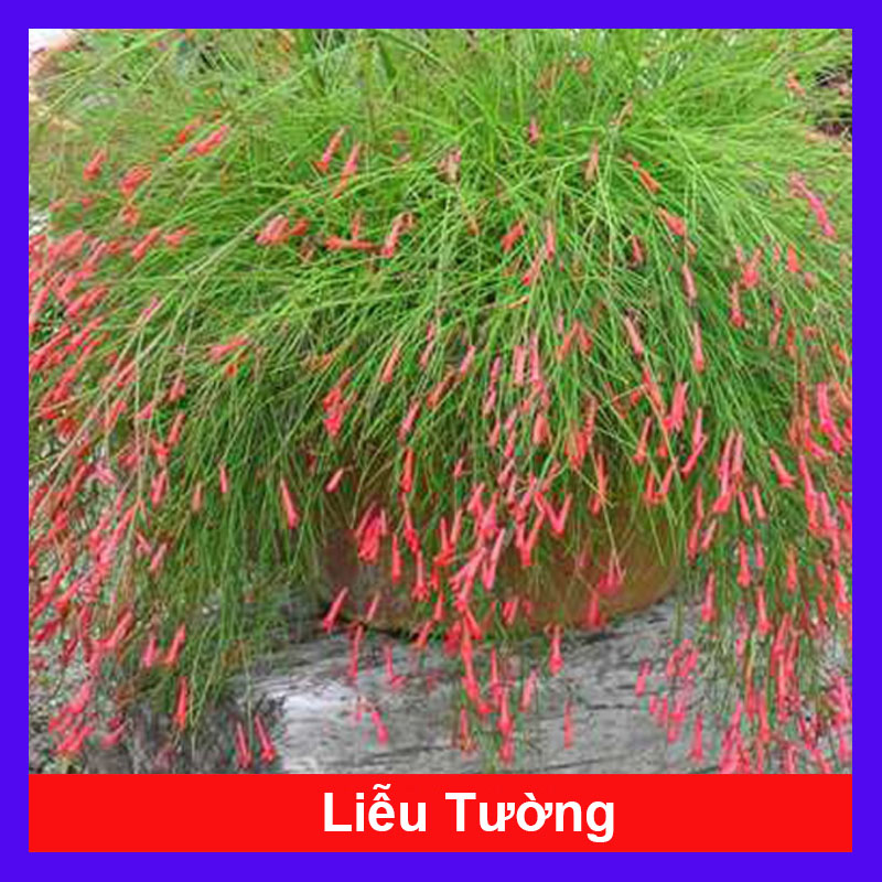 Cây Liễu Tường