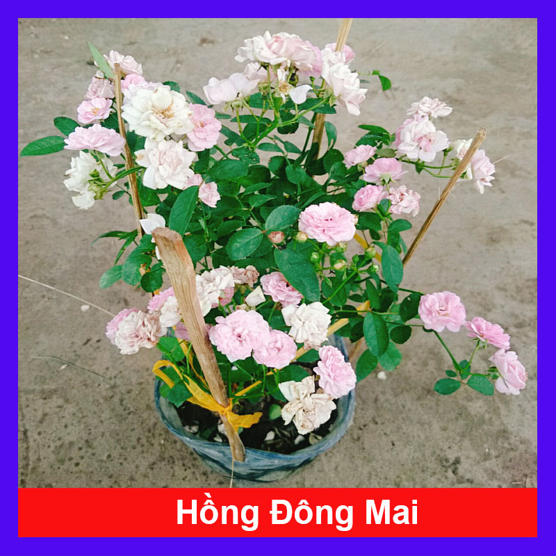 Cây Hồng Đông Mai