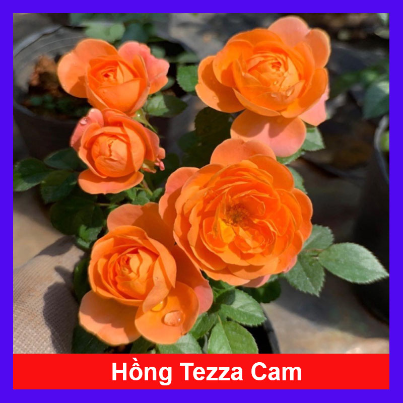 Cây Hồng Tezza Cam