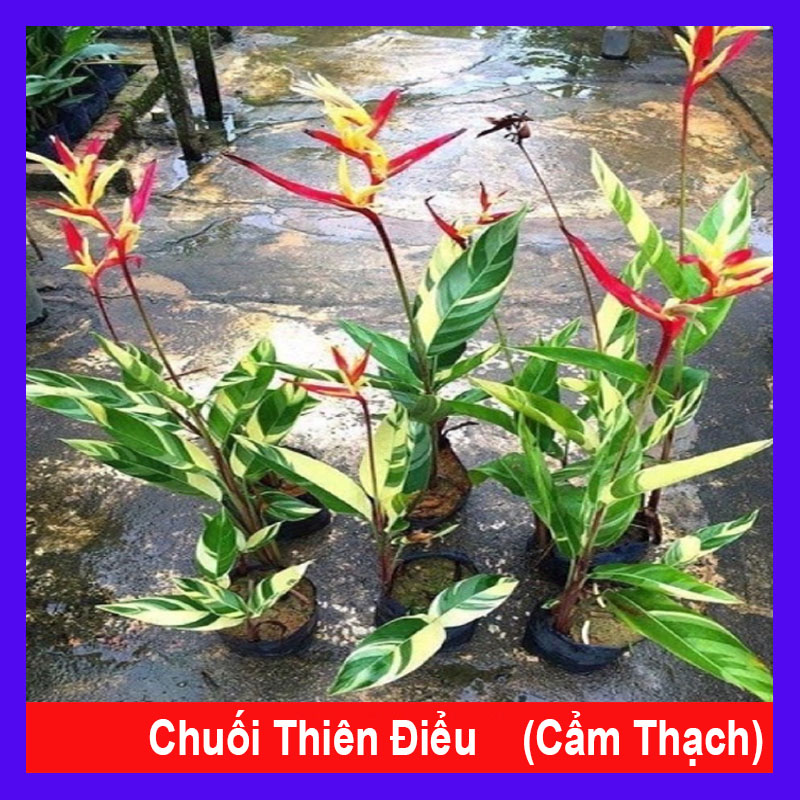 Cây Chuối Cẩm Thạch