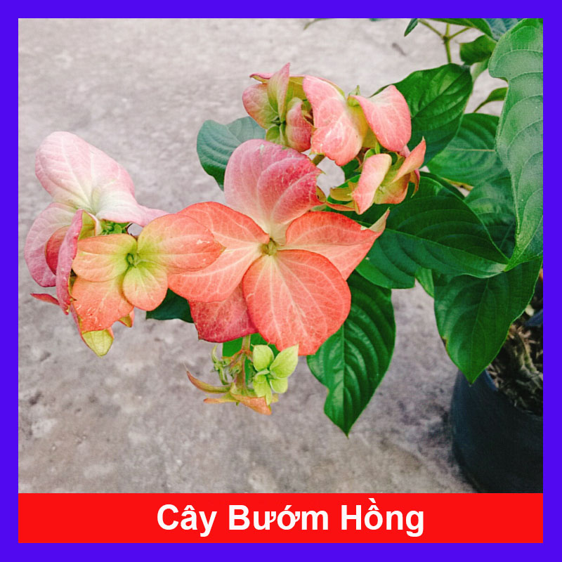 Cây Bướm Hồng