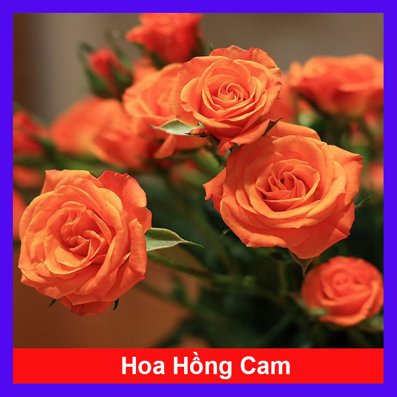 Cây Hồng Cam